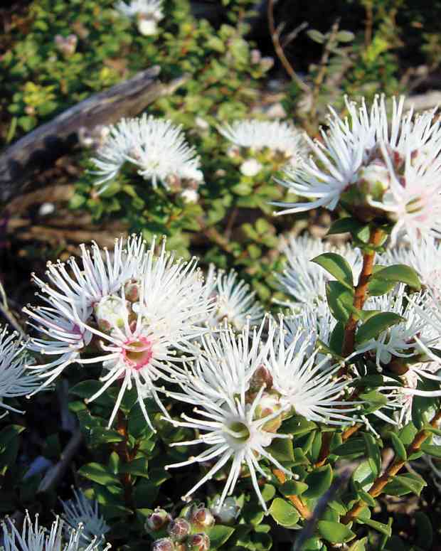 Australian Native Plant Profile Fraser Island Creeper Hillii) Dengarden