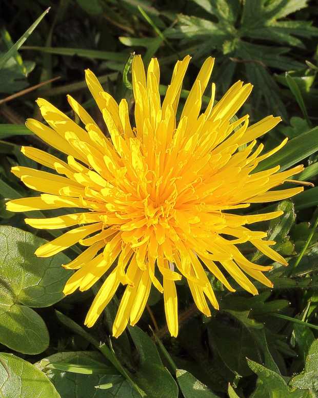 natural-latex-and-rubber-from-common-and-russian-dandelions