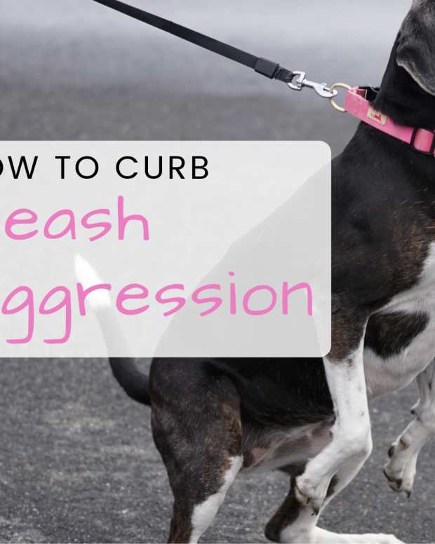 How to Stop a Dog From Excitedly Lunging Towards Other Dogs PetHelpful
