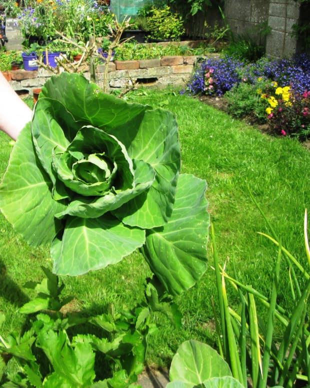 growing-cabbage-from-seed-vegetable-garden-tips-how-to-grow-cabbages-recipes-recipe-quick-and-easy-best