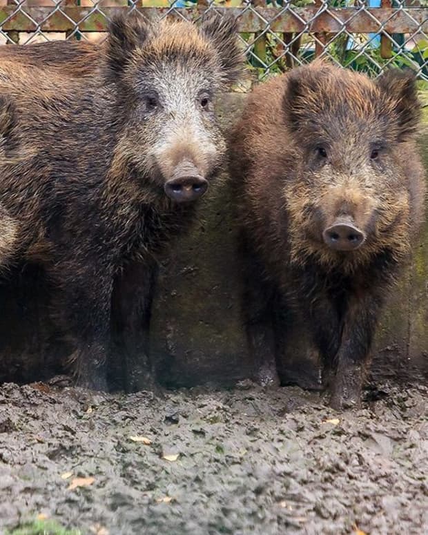 feral-pigs