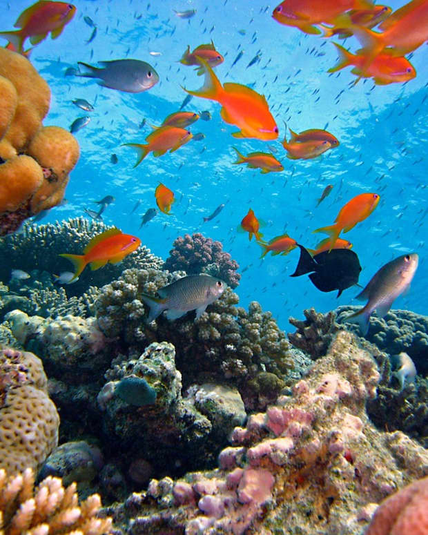 coral-reefs-are-disappearing
