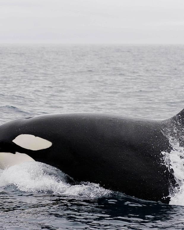 dorsal-collapse-in-killer-whales