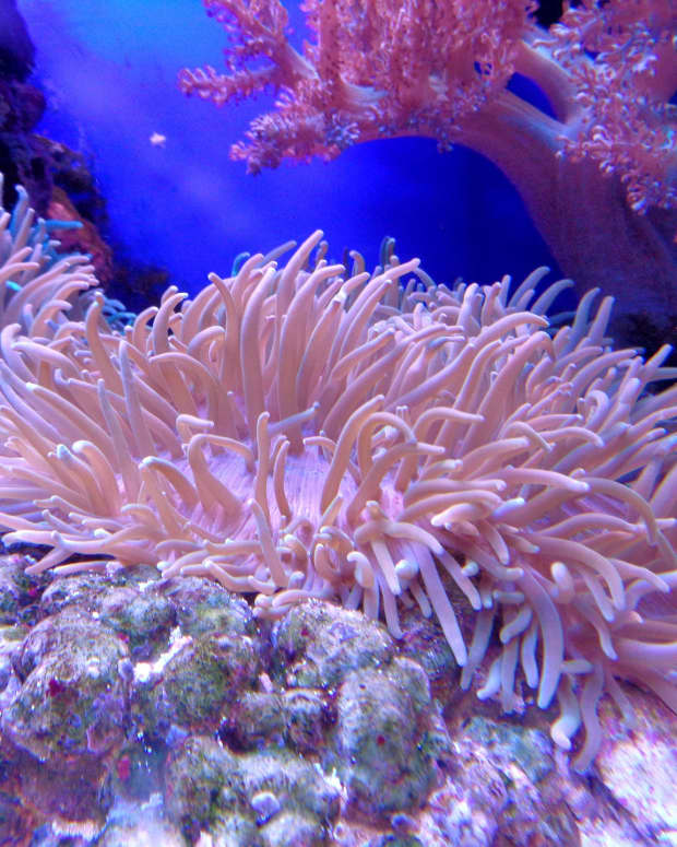 protecting-coral-reefs