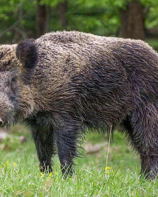hey-lets-give-the-wild-boars-a-break