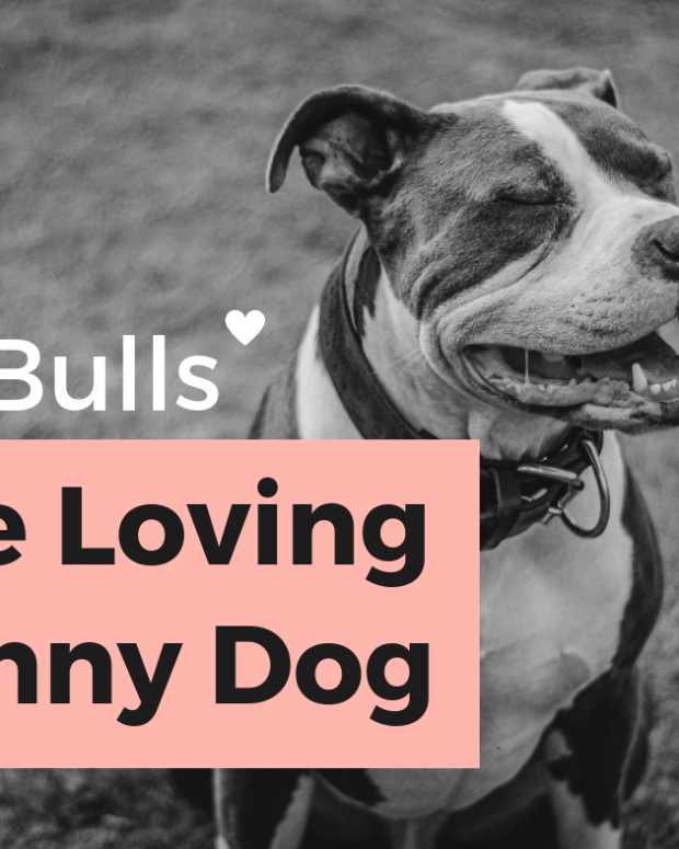 the-pit-bull-dog-once-knows-as-the-nanny-dog-what-happened