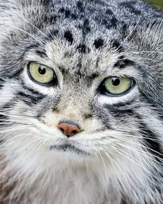 the-pallas-cat-or-manul-facts-conservation-and-toxoplasmosis＂>
                </picture>
                <div class=