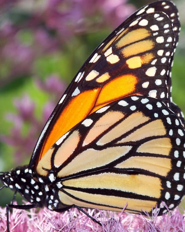 butterfly-identification