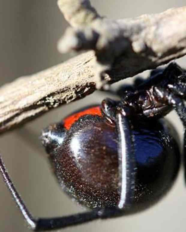 black-widow-identification
