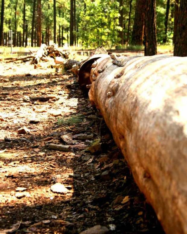 sustainable-forest-management-selective-cutting-vs-clear-cutting