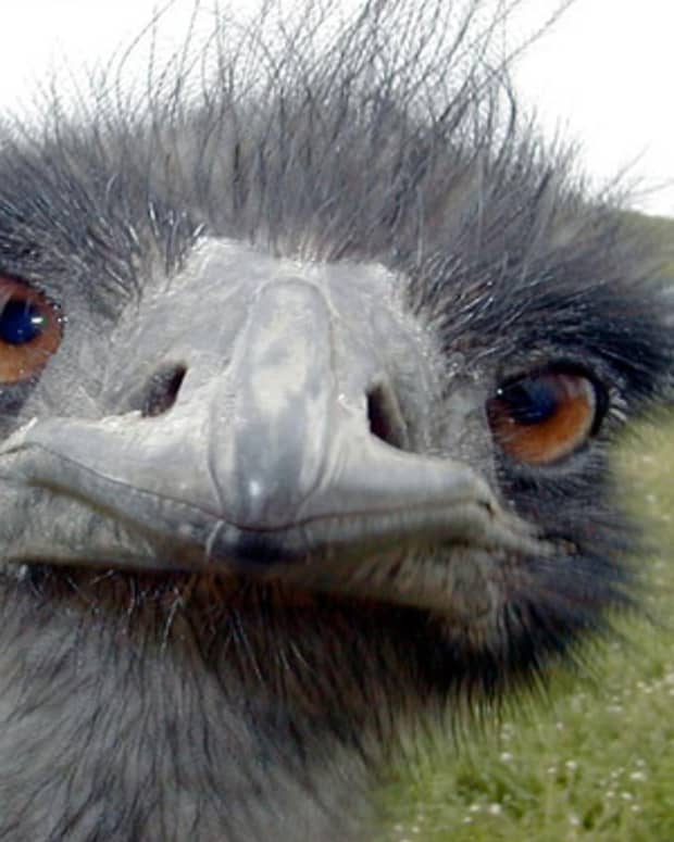 australias-emu-war
