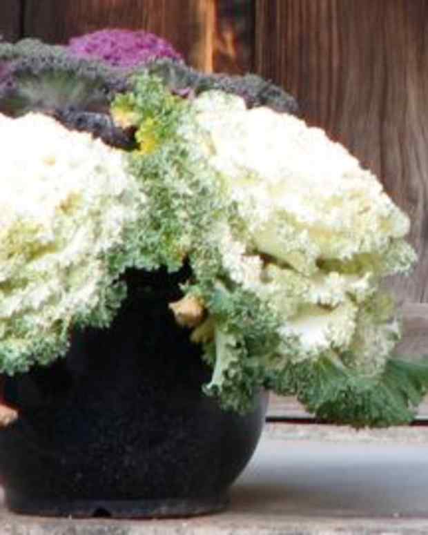 How to Make Delicious SouthernStyle Kale Greens Delishably