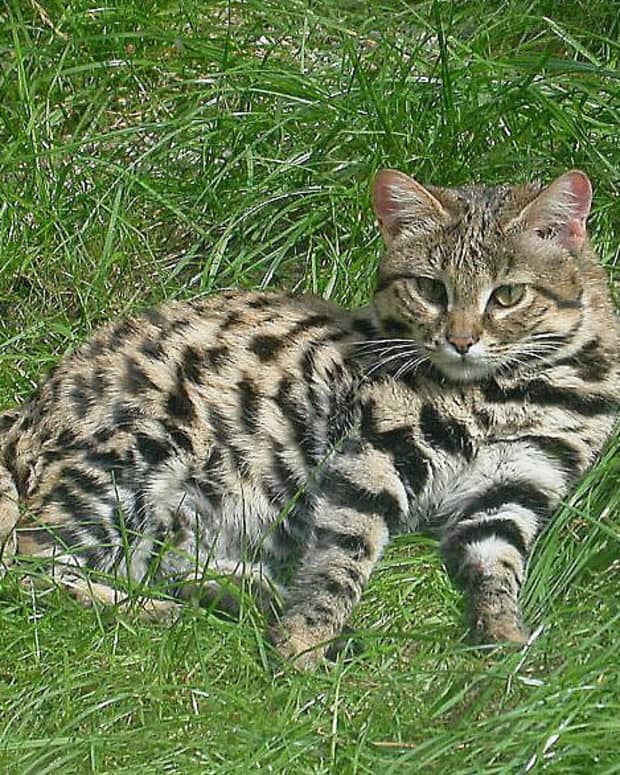 the-african-black-footed-cat-small-wild-beautiful-and-vulnerable