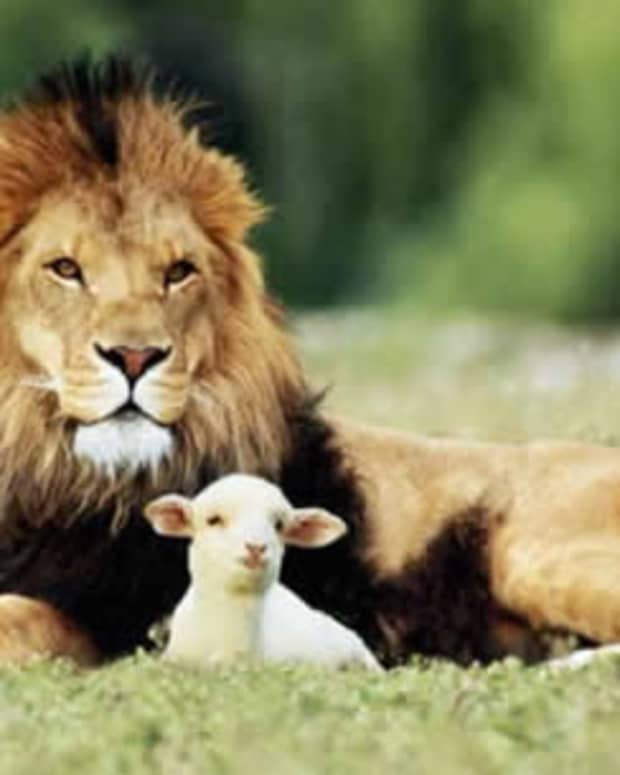 in-like-a-lamb-out-like-a-lion-a-poem