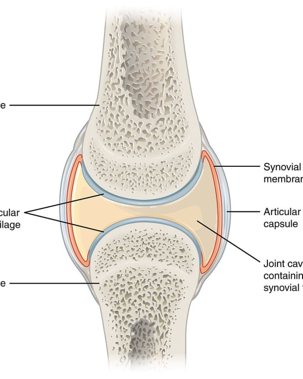 Hip Labral Tear - YouMeMindBody