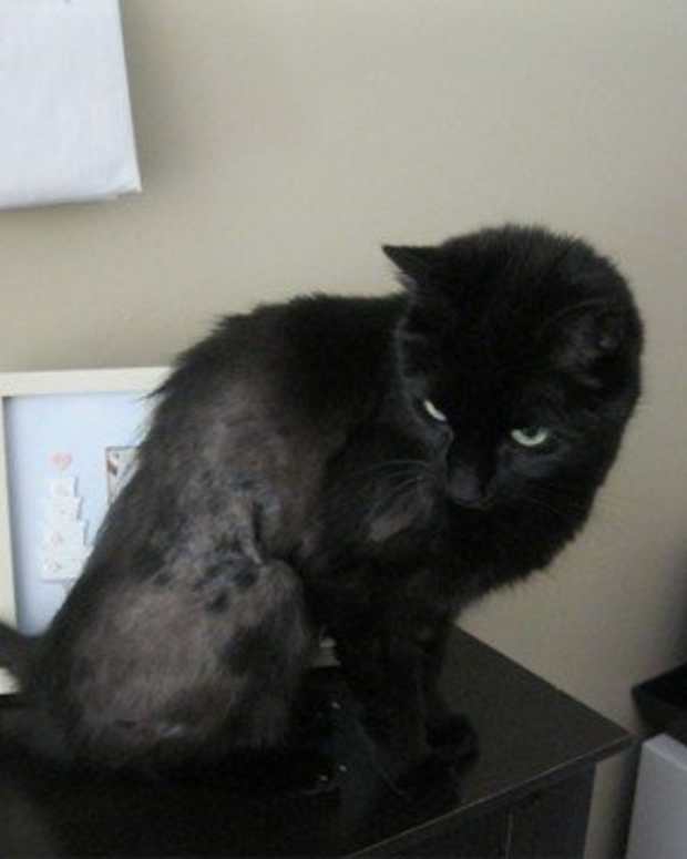 How to Make a Neighbor's Dog Stop Barking PetHelpful