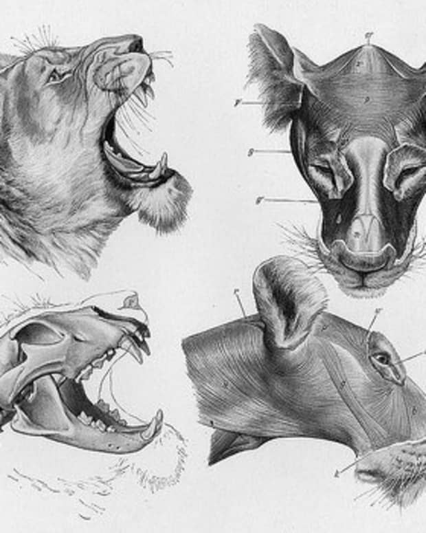 animal-anatomy