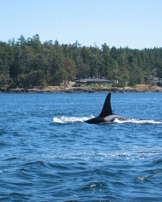 -whale-watching-in-the-san-juan-islands