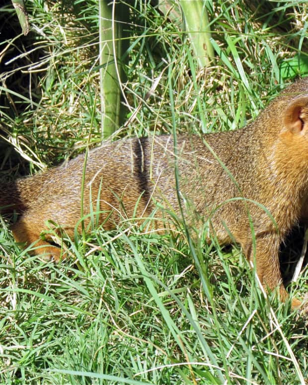 the-dwarf-mongoose-the-smallest-carnivore-in-africa-and-its-social-life