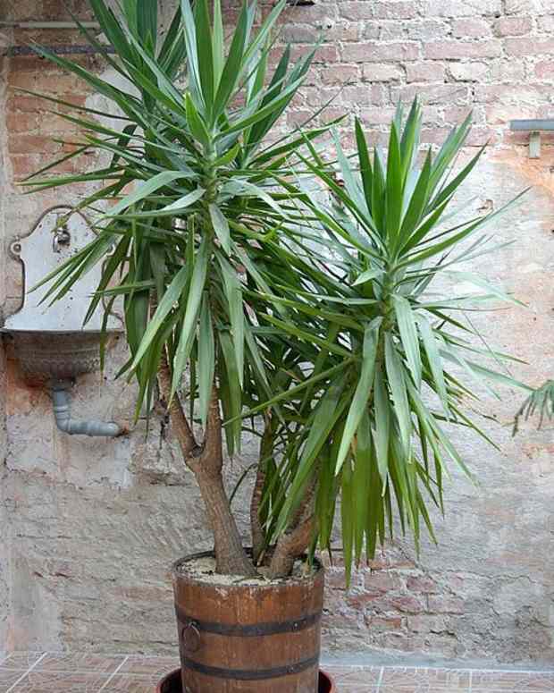 choosing-your-indoor-plants