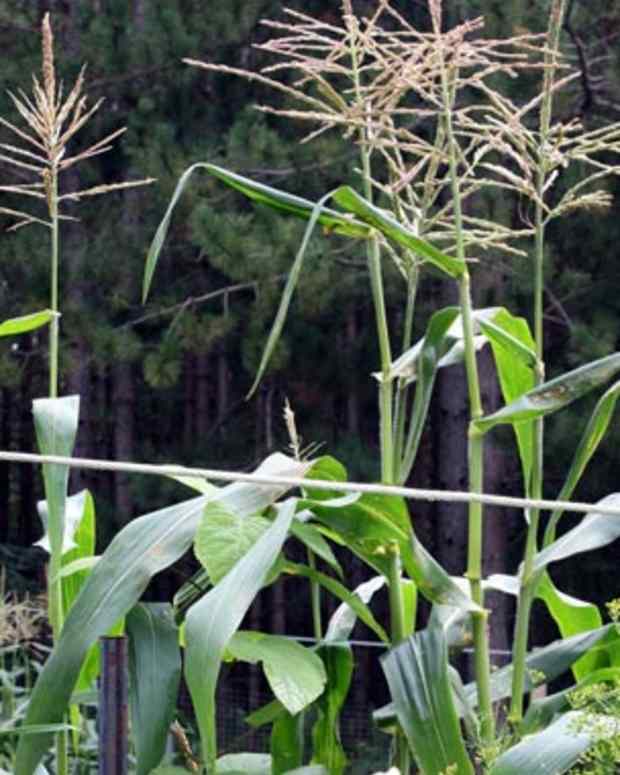How to Grow Corn From Seed Dengarden Home and Garden