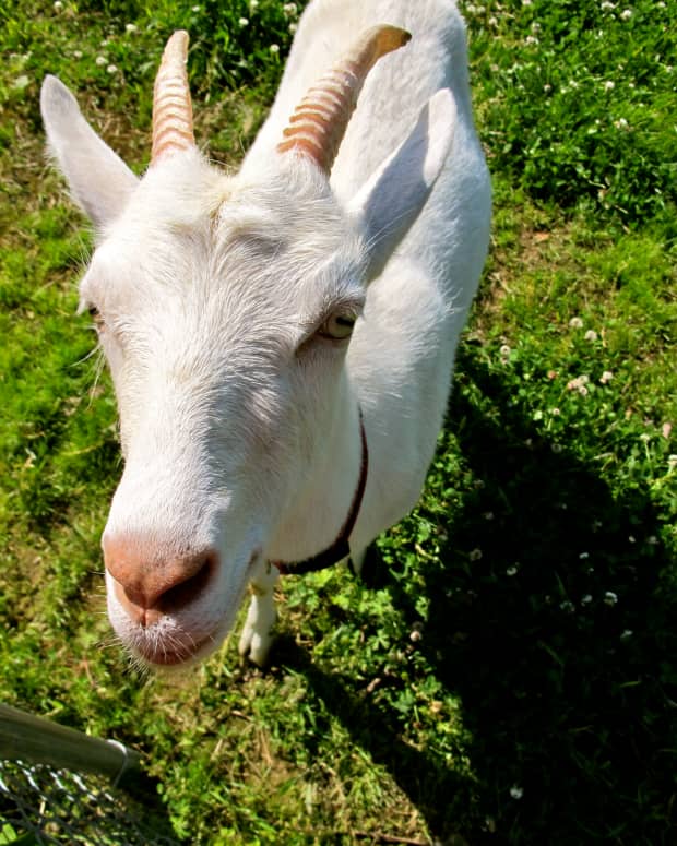 how-to-choose-a-goat-breed