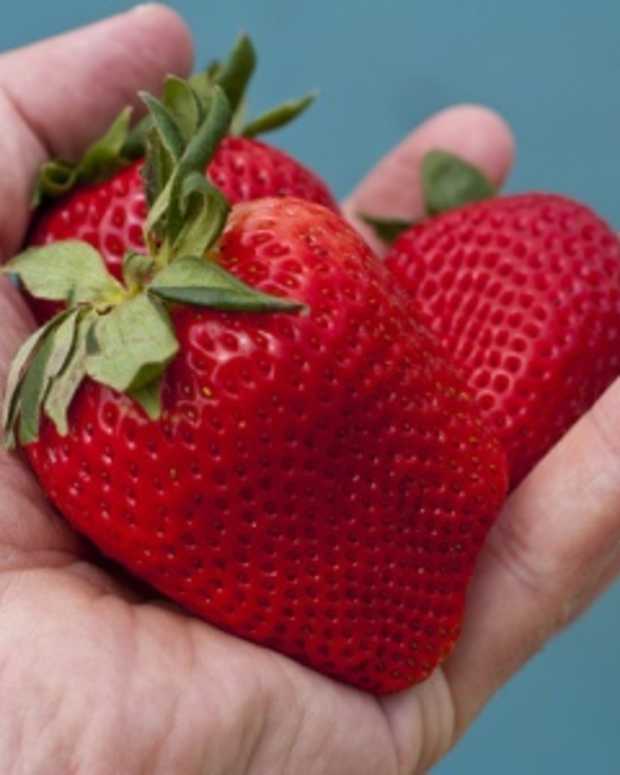 How to Grow Strawberries Using Plastic Bottles Dengarden Home and Garden