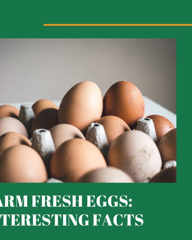 What "Fresh Eggs" Actually Are and Differences in Egg Grades Delishably