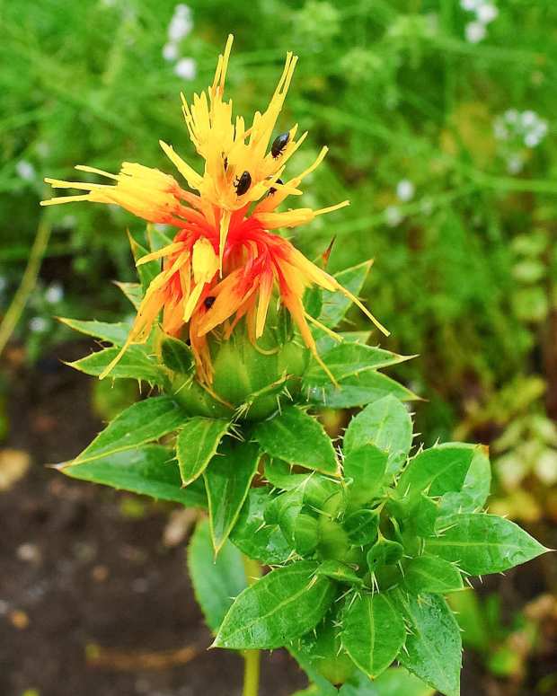 safflower-uses-a-vegetable-oil-a-dye-and-insulin-for-diabetics