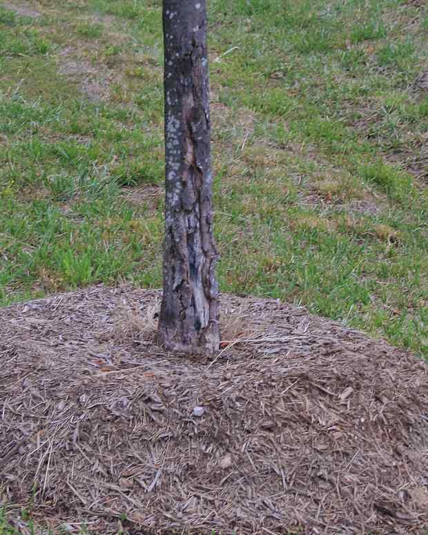 Mulch The Real Scoop Dengarden