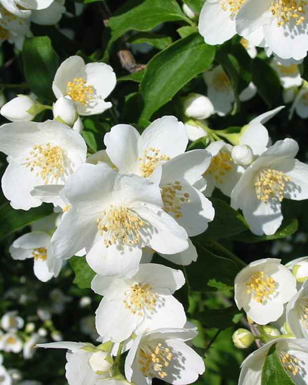 How to Grow and Care for Madagascar Jasmine Dengarden Home and Garden