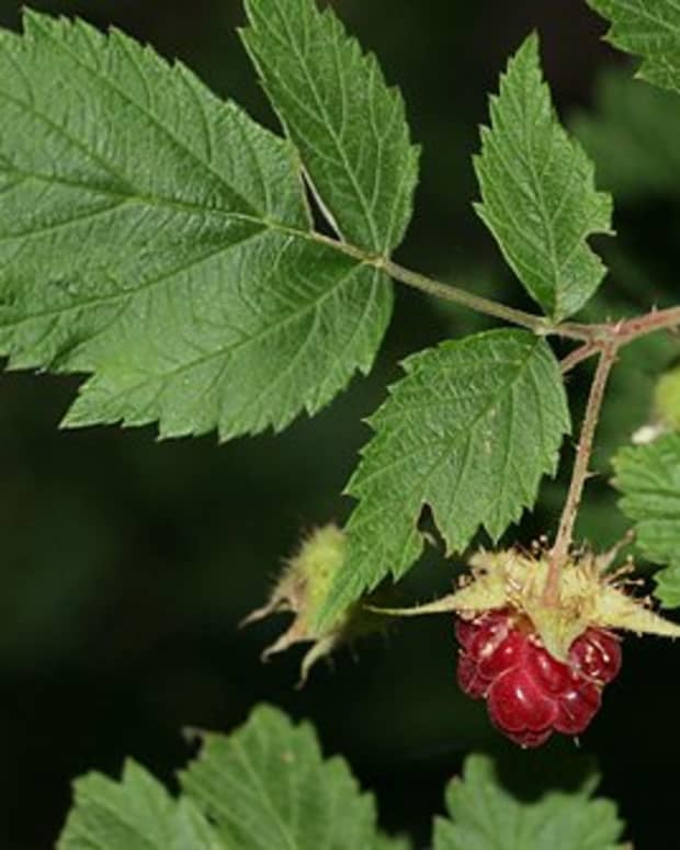 using-red-raspberry-leaf-to-improve-fertility