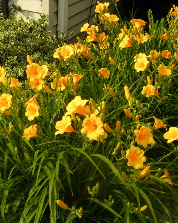 25 Flowers You Can Eat Delishably