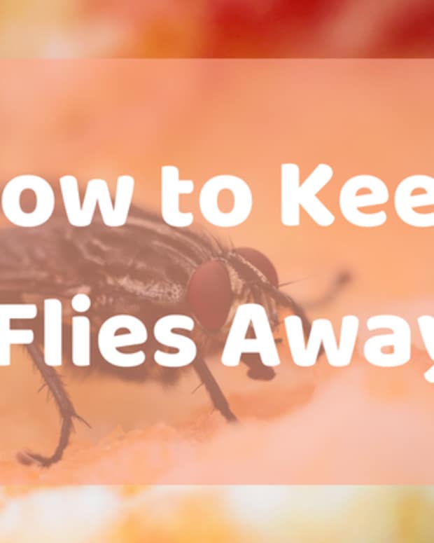 14 Simple Tips for Keeping Ducks Away From Your Pool Dengarden