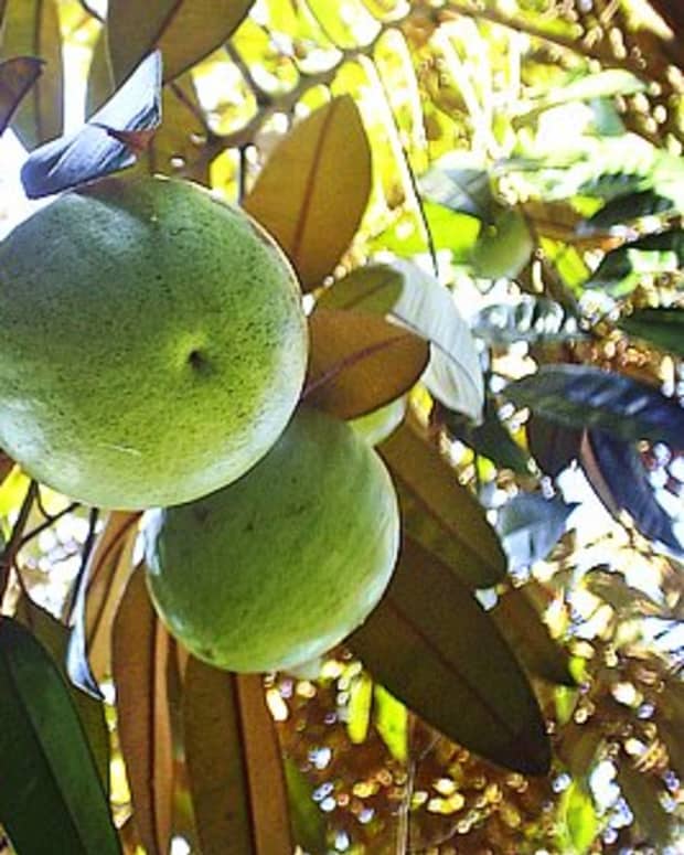Tropical Taste of Hawaii The Mouthwatering Mountain Apple Dengarden Home and Garden