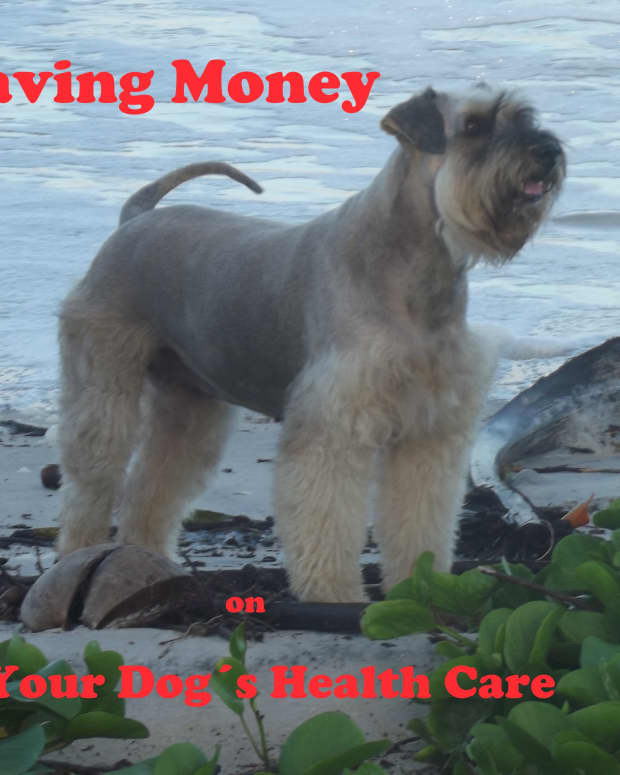 how-to-save-money-on-your-dogs-healthcare
