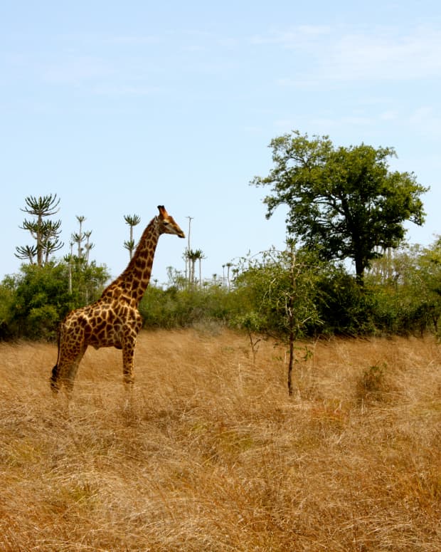 african-wildlife-national-parks