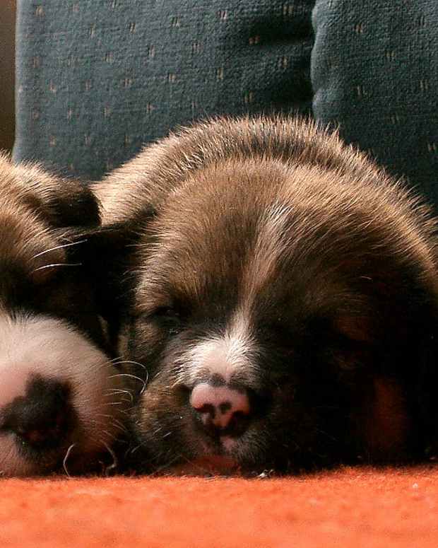 Best Puppy Names for Havanese Dogs PetHelpful