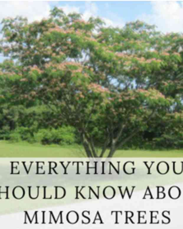 are catalpa trees poisonous to dogs