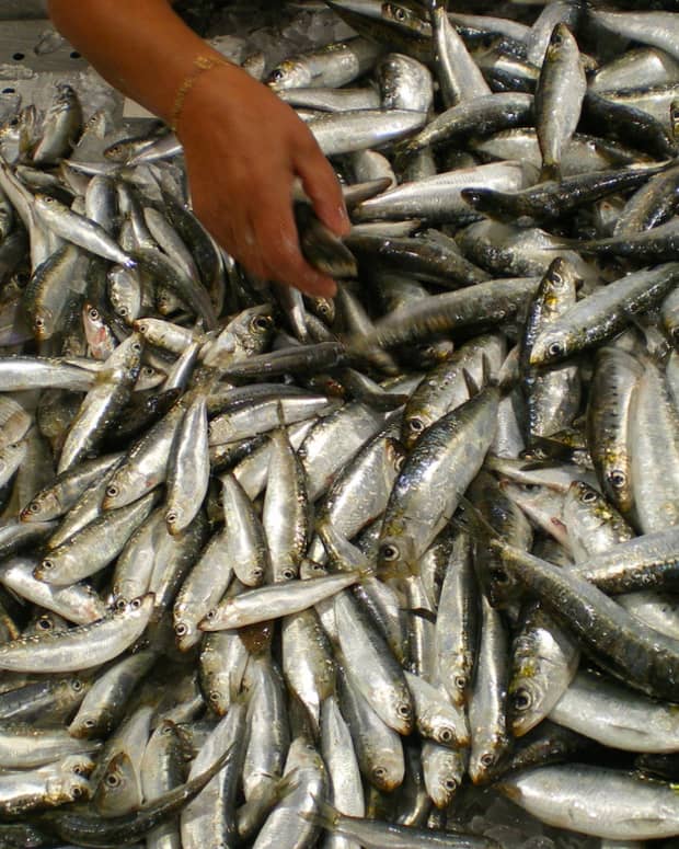 sardines-among-the-healthiest-foods