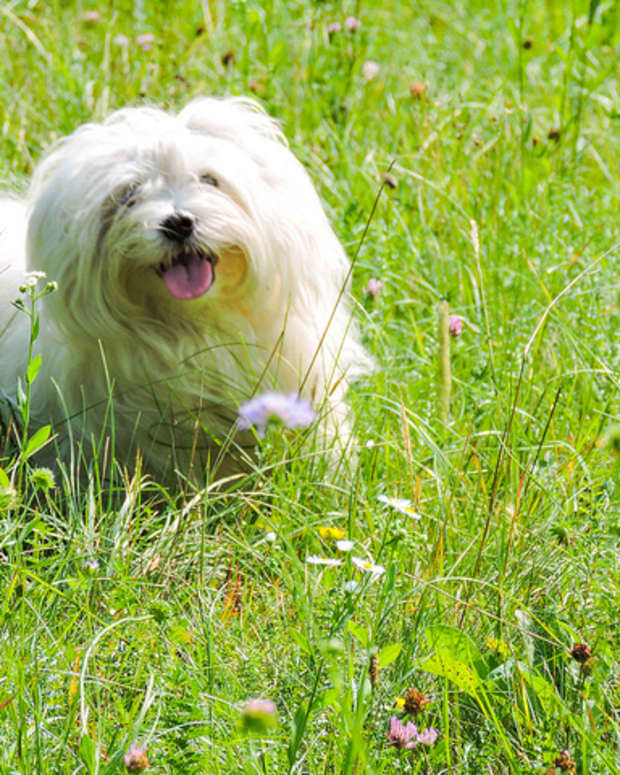 Will Walnuts Hurt My Dog