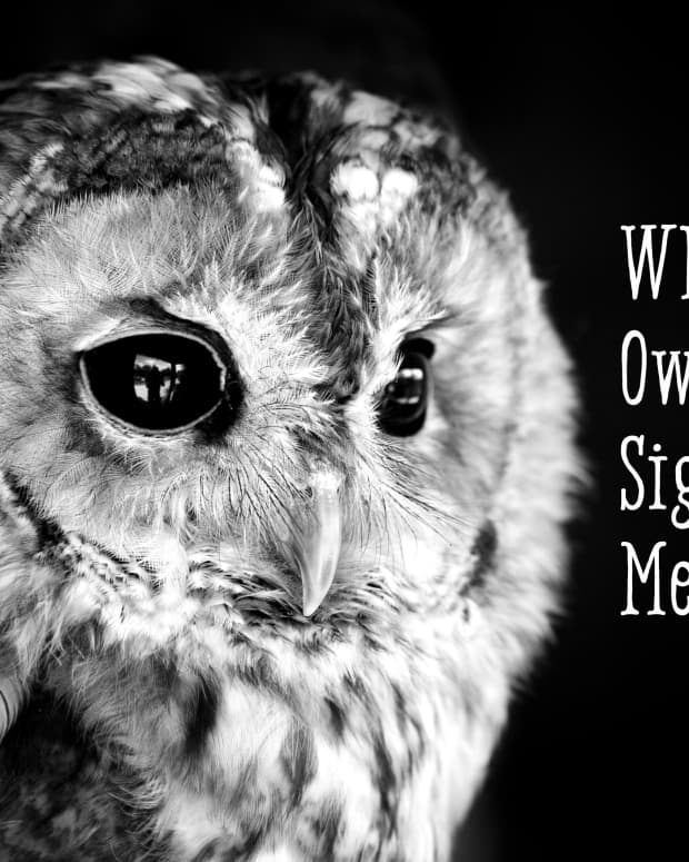 owls-facts-symbolism-and-meaning