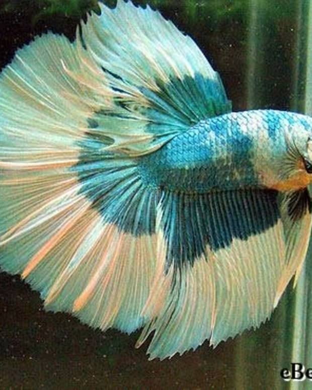 how-i-made-a-difference-to-neglected-betta-fish