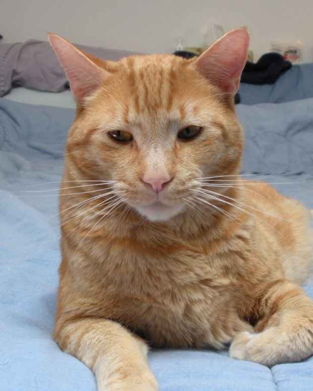 Should You Add Fruits and Vegetables to Your Pet Bird's Diet? PetHelpful