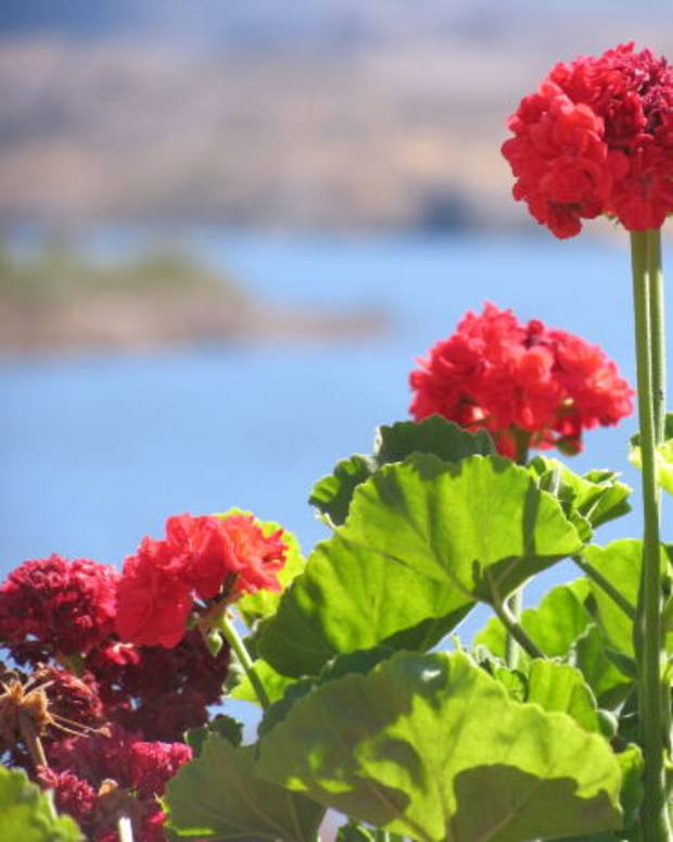How to Propagate Geraniums From Cuttings Dengarden Home and Garden