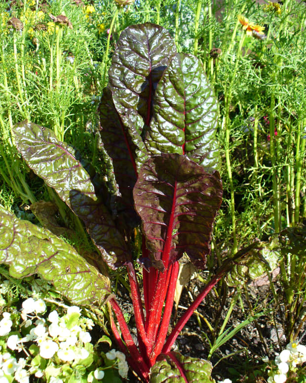 silverbeet-swiss-chard-and-its-health-benefits