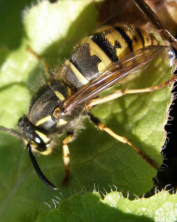 What Are Mud Dauber Wasps and How to Get Rid of Them - Dengarden - Home