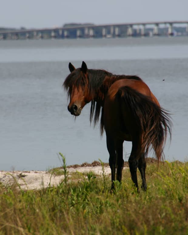camping-with-the-wild-ponies-on-assateague-island