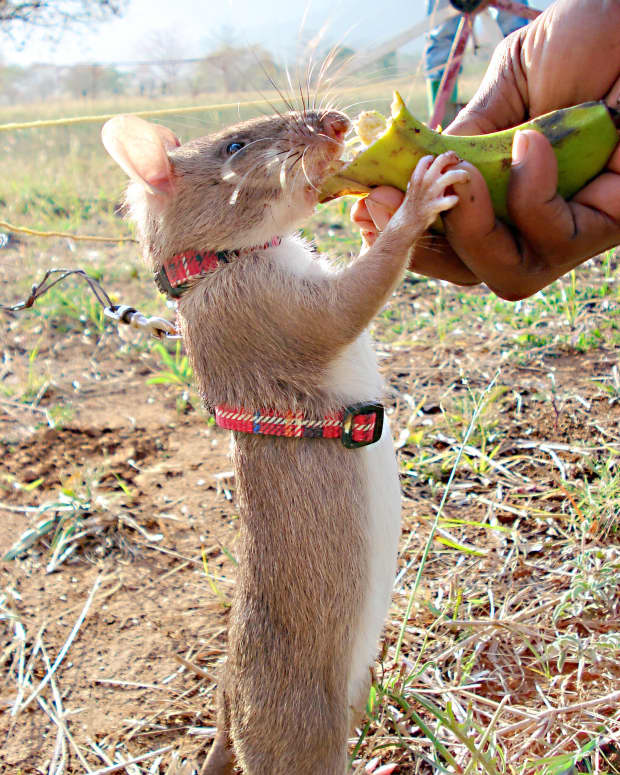 exotic-pets-and-an-invasive-species-african-giant-pouched-rats