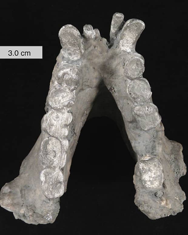gigantopithecus-blacki-the-real-bigfoot